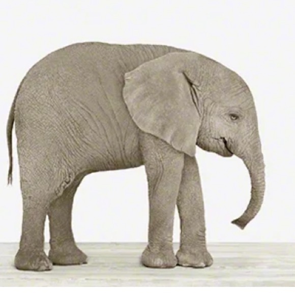 Two original prints by Sharon Montrose for The Animal Print Studio. 8.5 x 11 - Picture 4 of 12